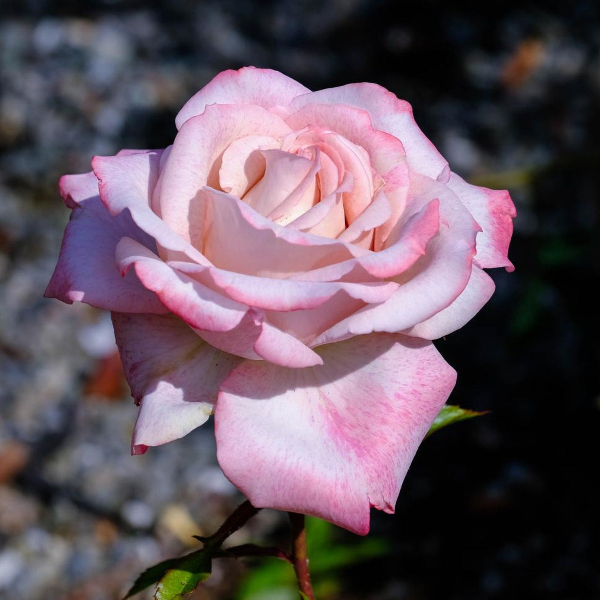 Pink White Roses Seeds, 30 seeds