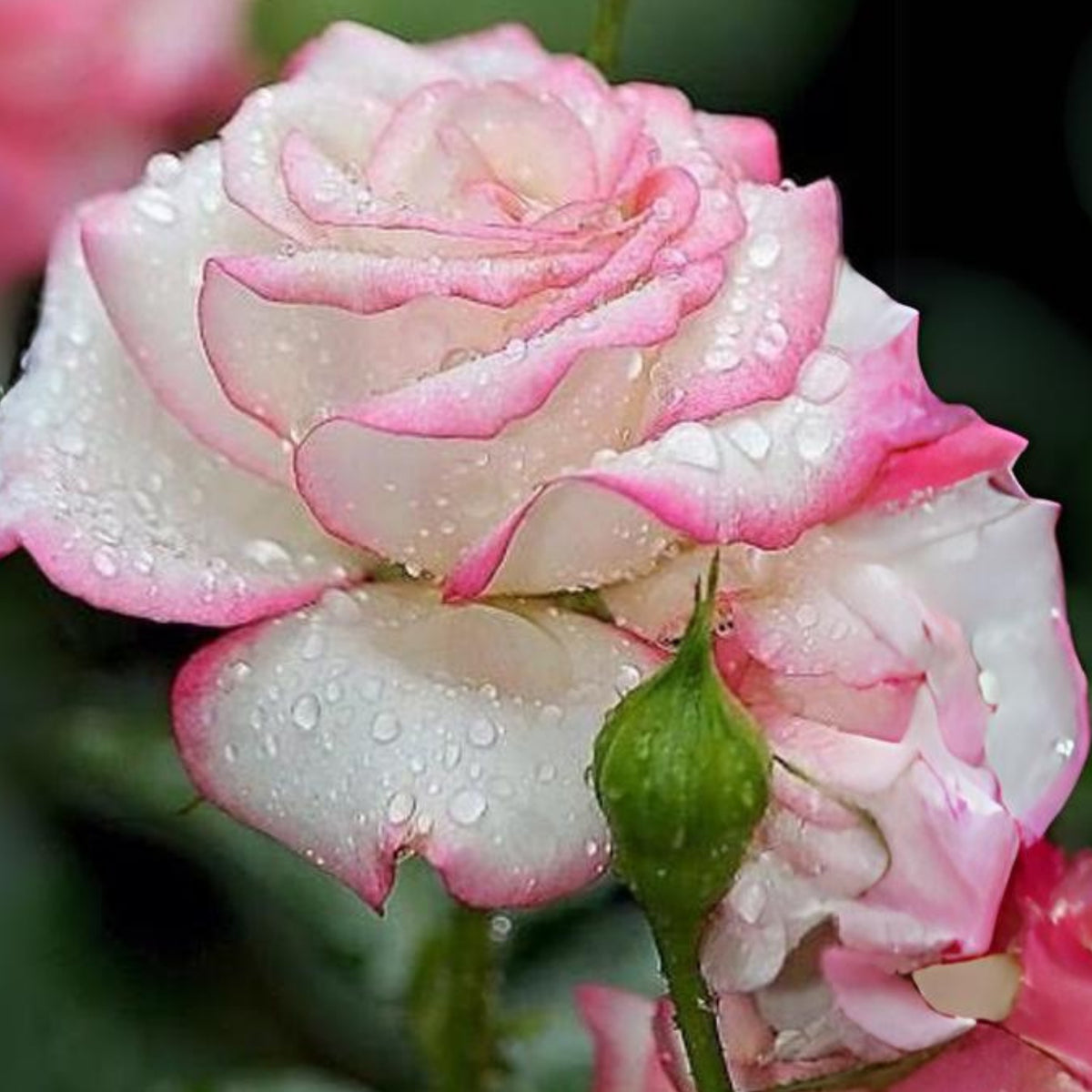 Pink White Roses Seeds, 30 seeds