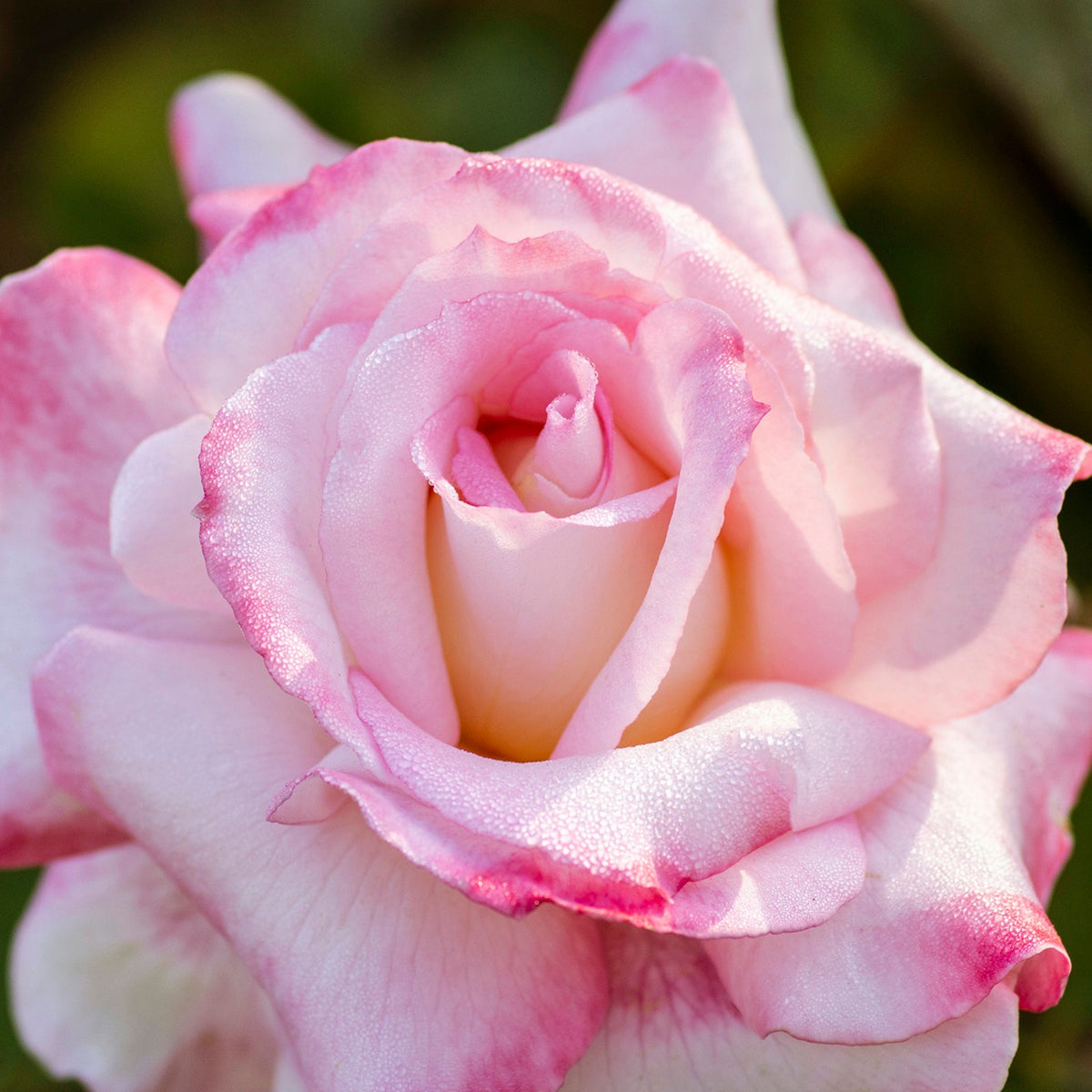 Pink White Roses Seeds, 30 seeds