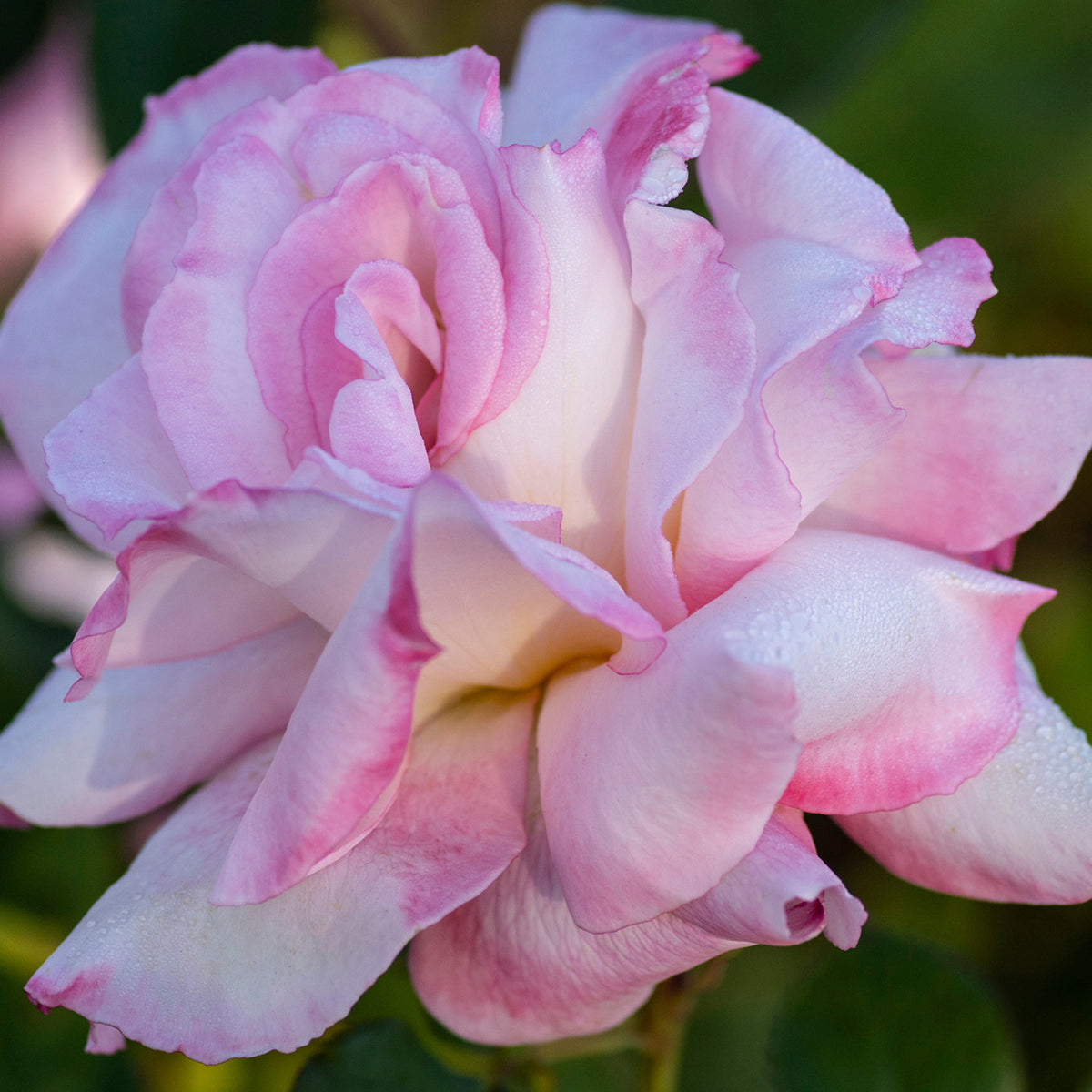 Pink White Roses Seeds, 30 seeds