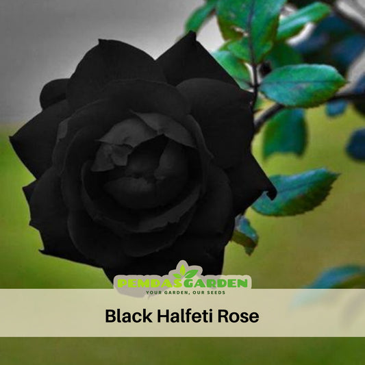 Black Rose Seeds, 30 seeds
