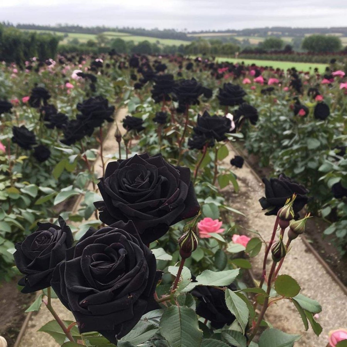 Black Rose Seeds, 30 seeds