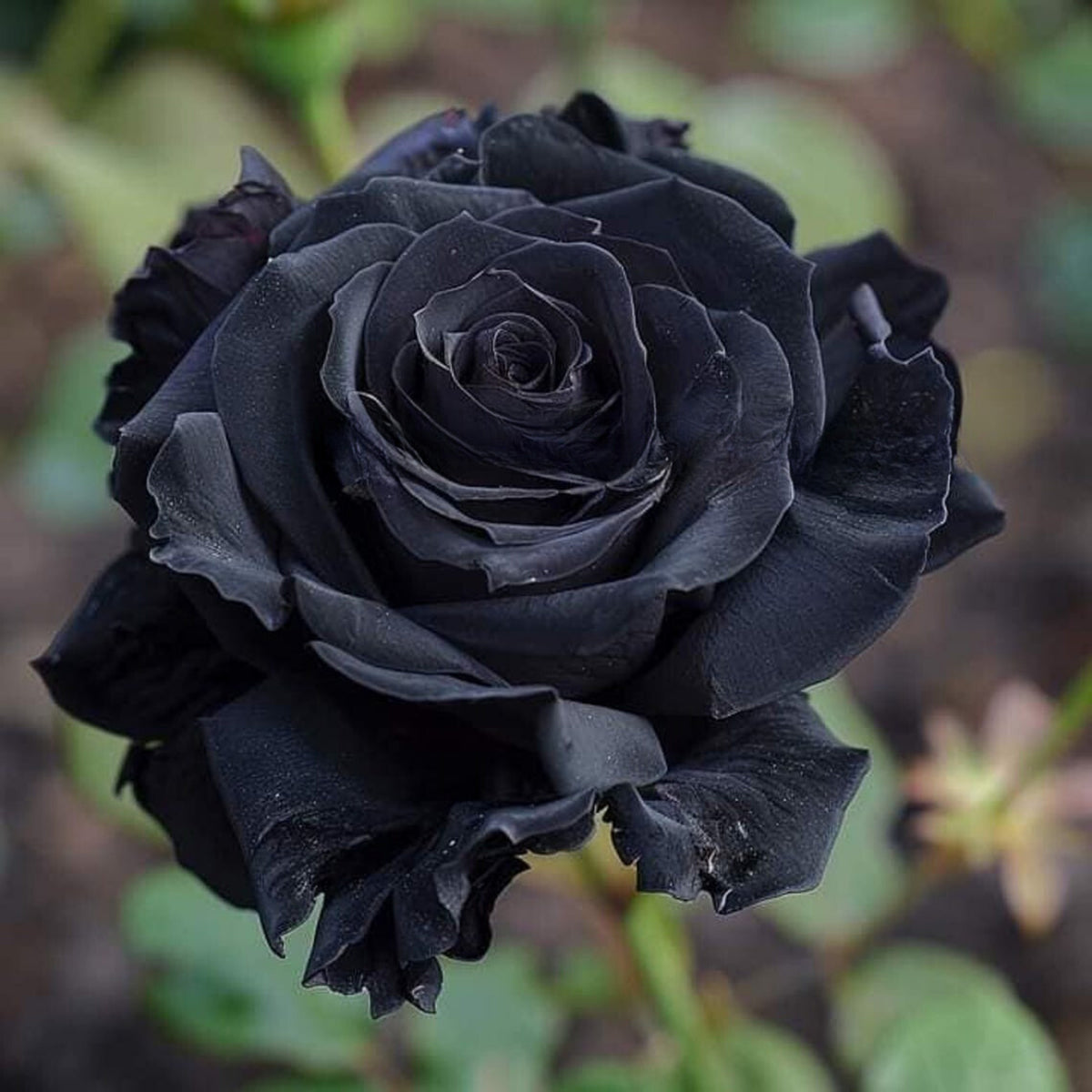 Black Rose Seeds, 30 seeds
