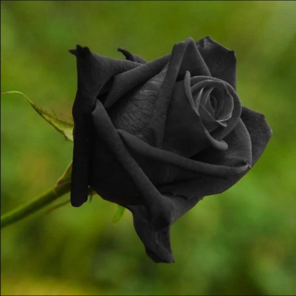 Black Rose Seeds, 30 seeds