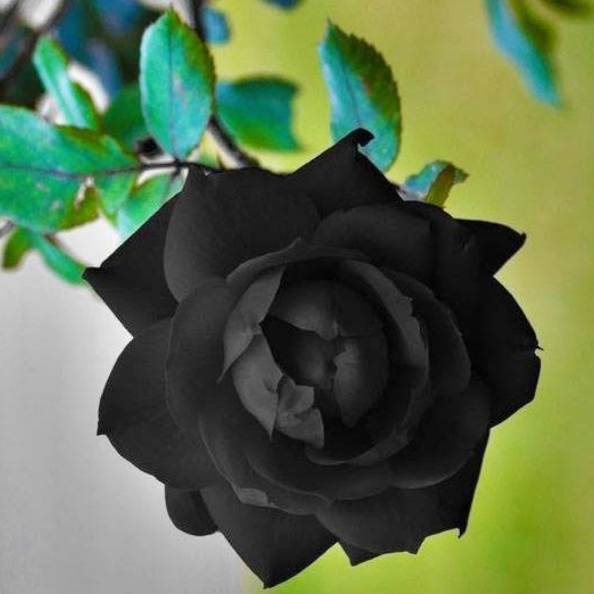 Black Rose Seeds, 30 seeds