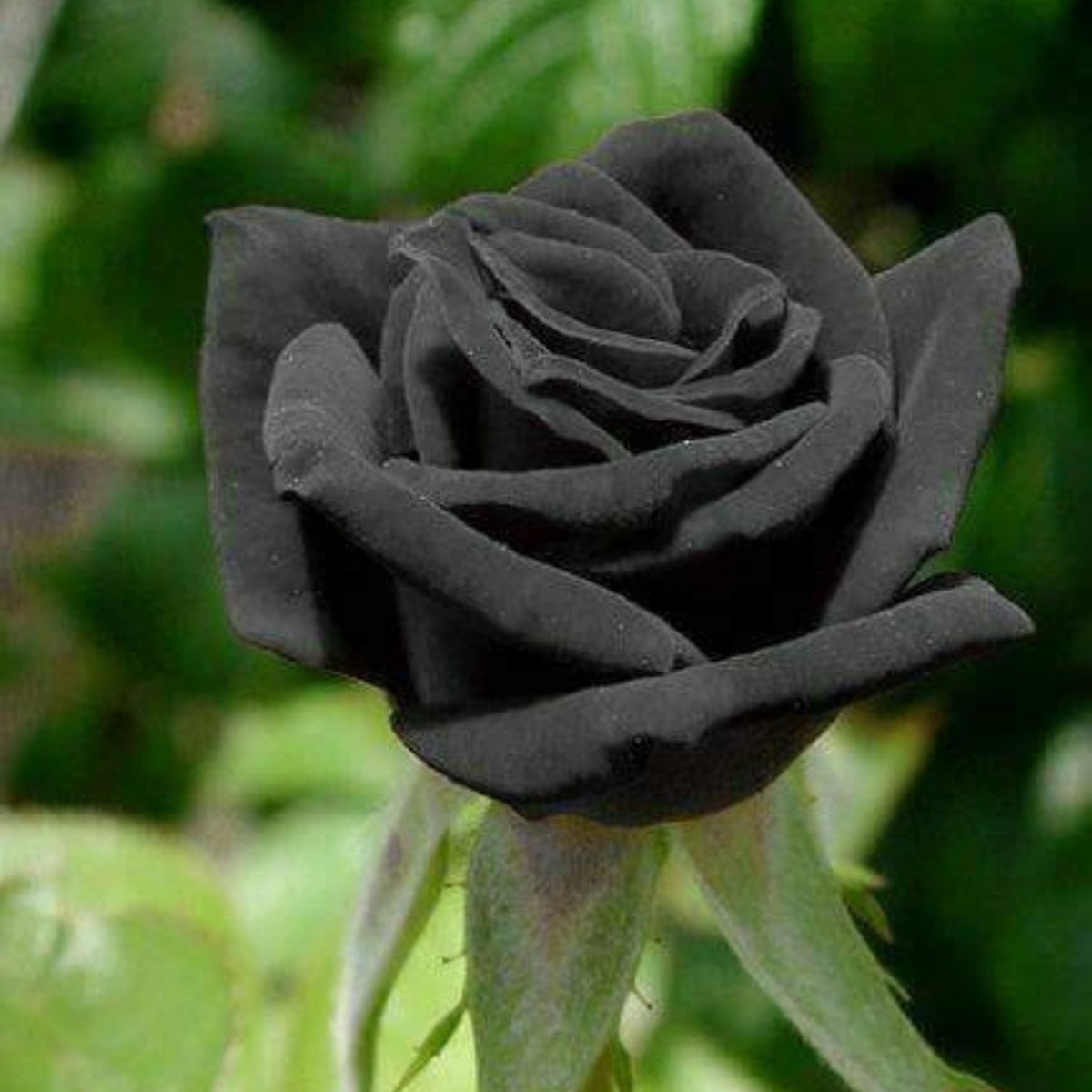 Black Rose Seeds, 30 seeds