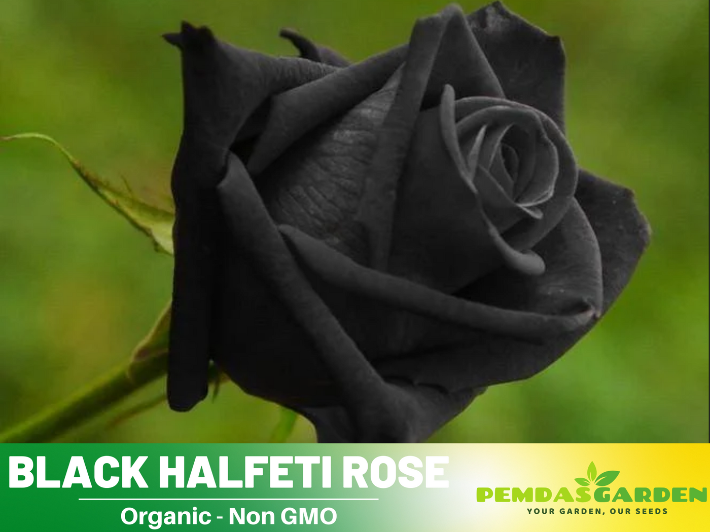 buy black rose seeds 30 Seeds| Black Rose Seeds #1052 – PEMDASGARDEN