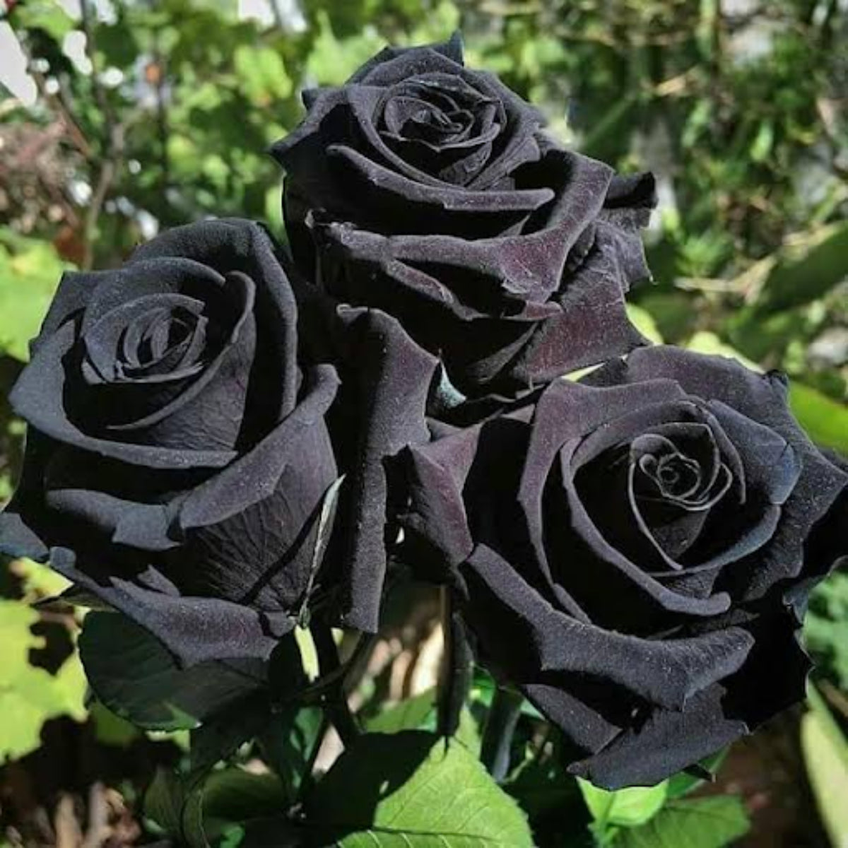Black Rose Seeds, 30 seeds