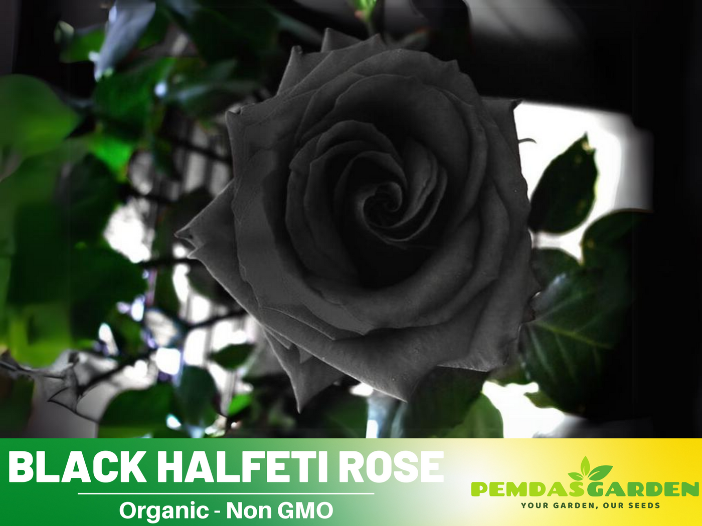 black rose seeds amazon 30 Seeds| Black Rose Seeds #1052