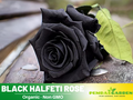 30 Seeds| Black Rose Seeds #1052