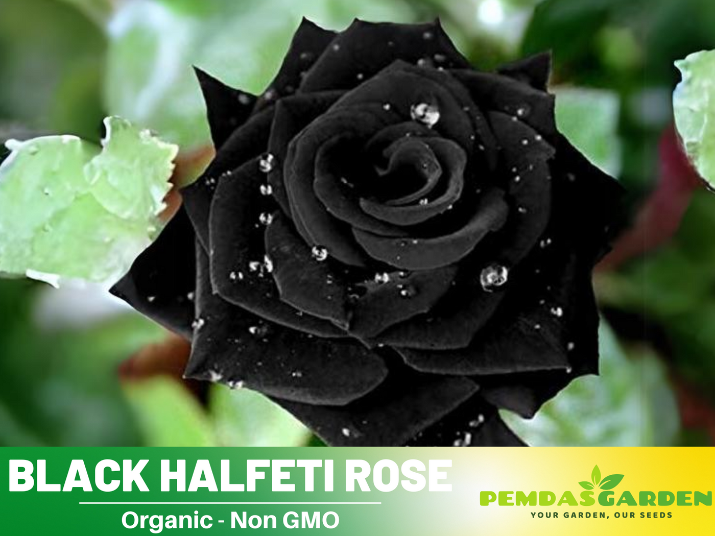 rose seeds for sale near me 30 Seeds| Black Rose Seeds #1052
