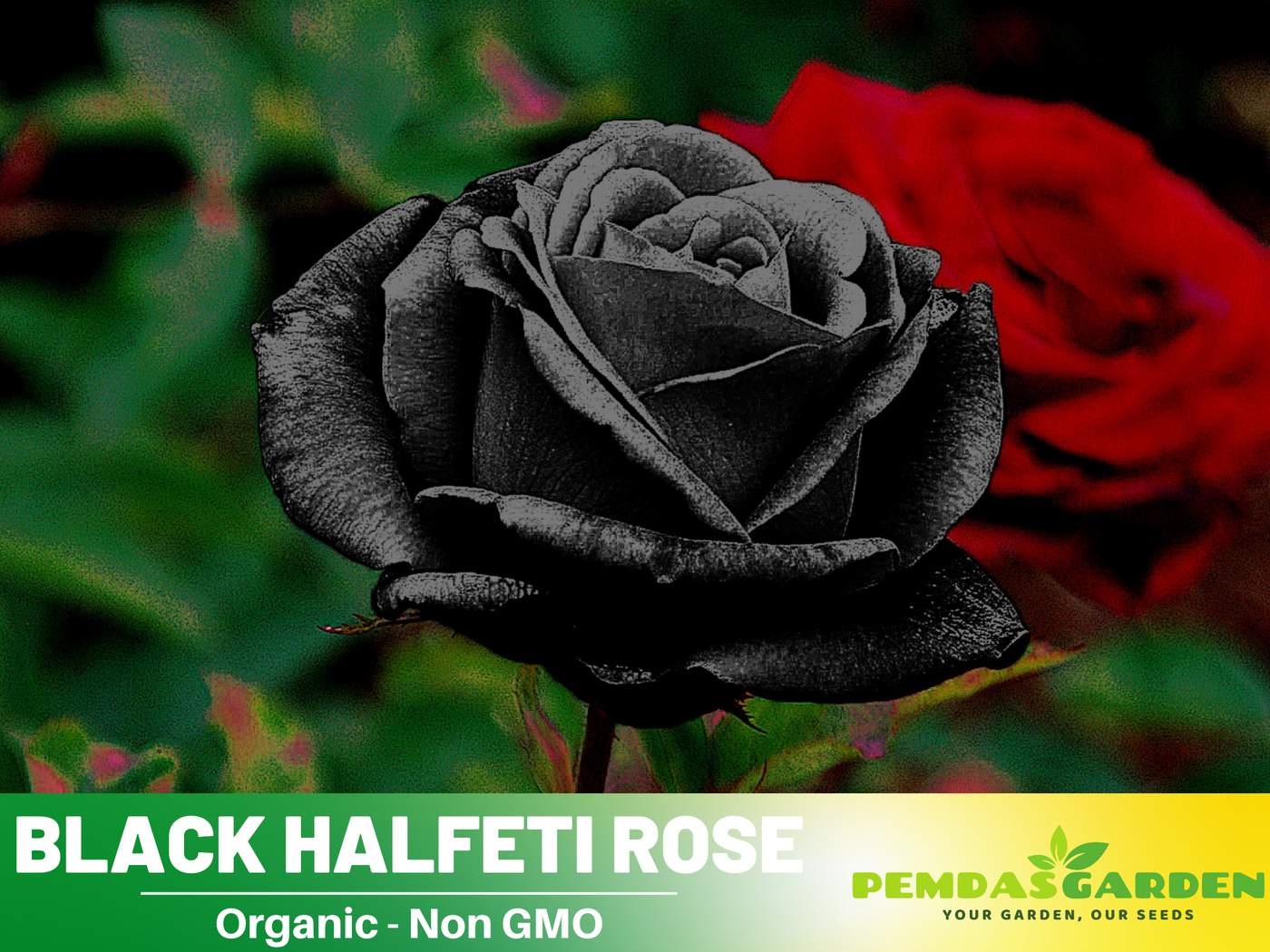 black rose seeds amazon 30 Seeds| Black Rose Seeds #1052