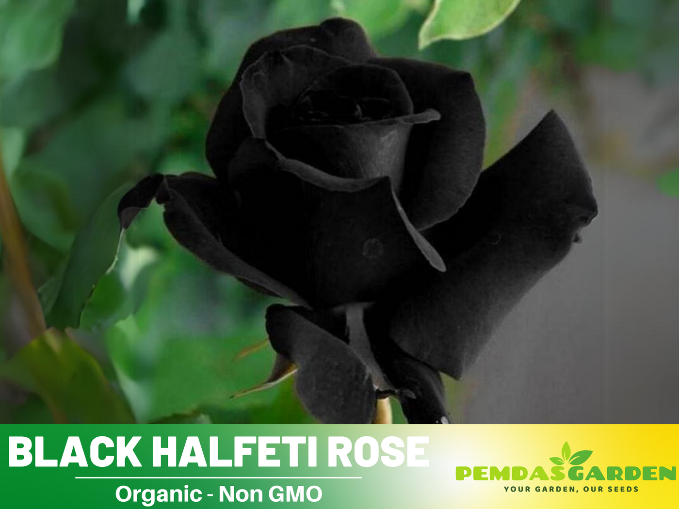 black rose seeds price 30 Seeds| Black Rose Seeds #1052 – PEMDASGARDEN