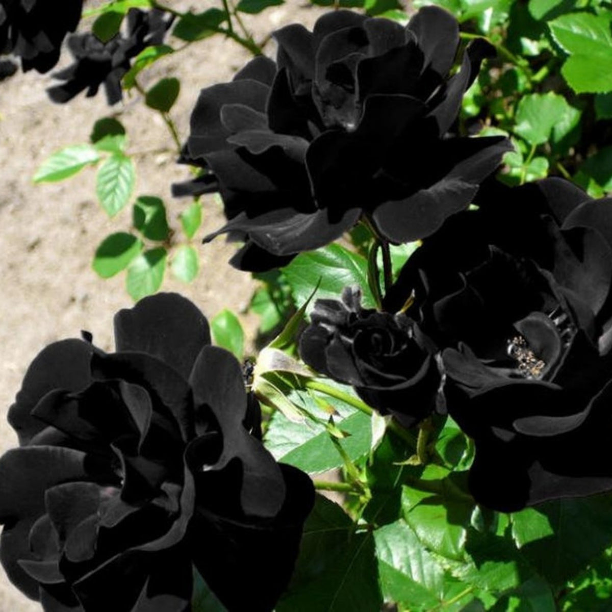 Black Rose Seeds, 30 seeds