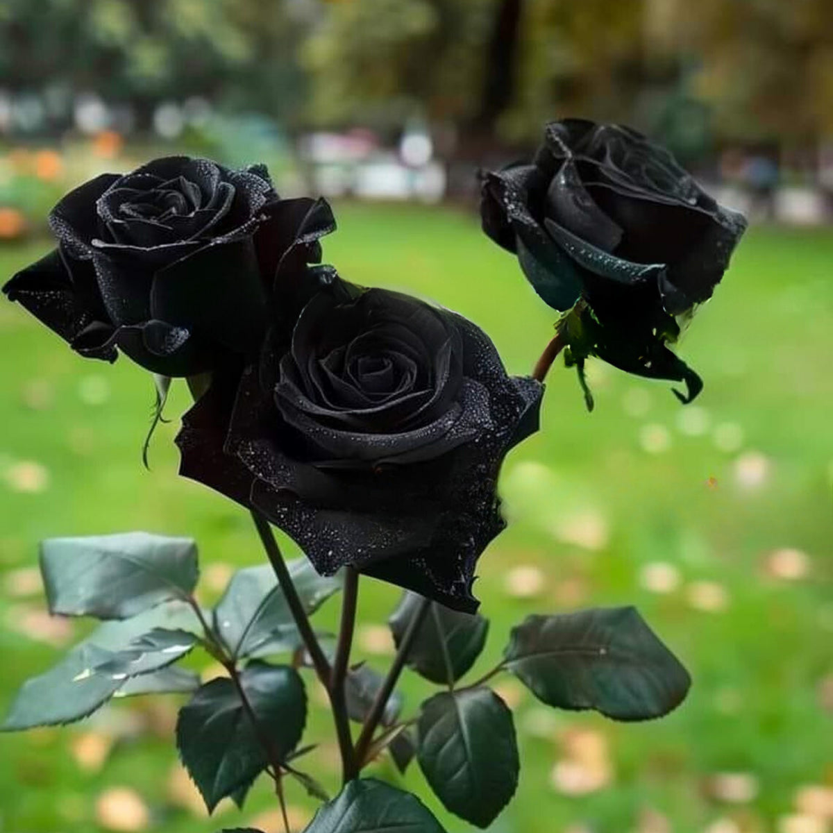 Black Rose Seeds, 30 seeds