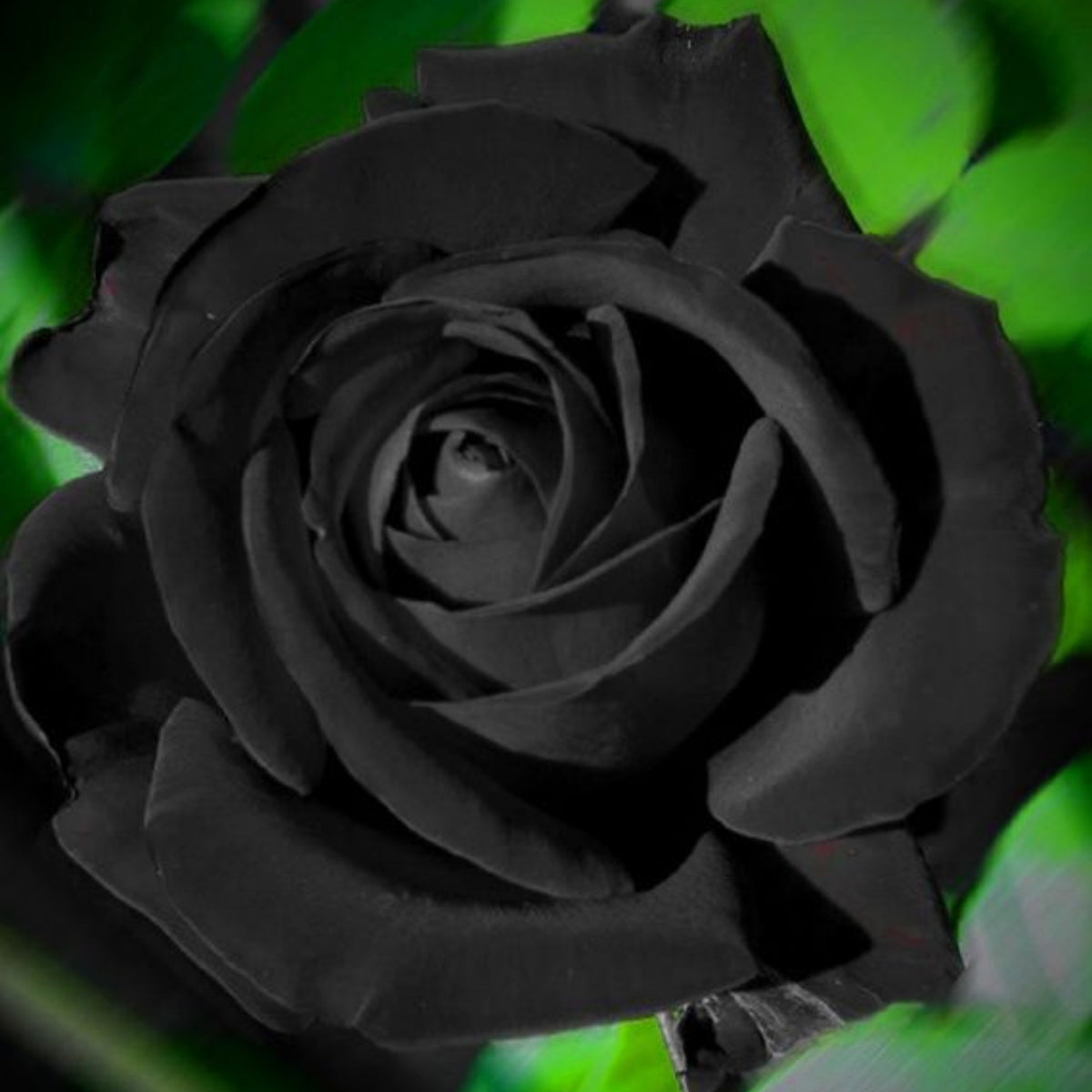 Black Rose Seeds, 30 seeds