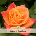 30 Seeds| Climbing Joseph's Coat Rose Bush Flower Seeds -  Pink and Orange Colored Fragrant Rose Seeds #1053