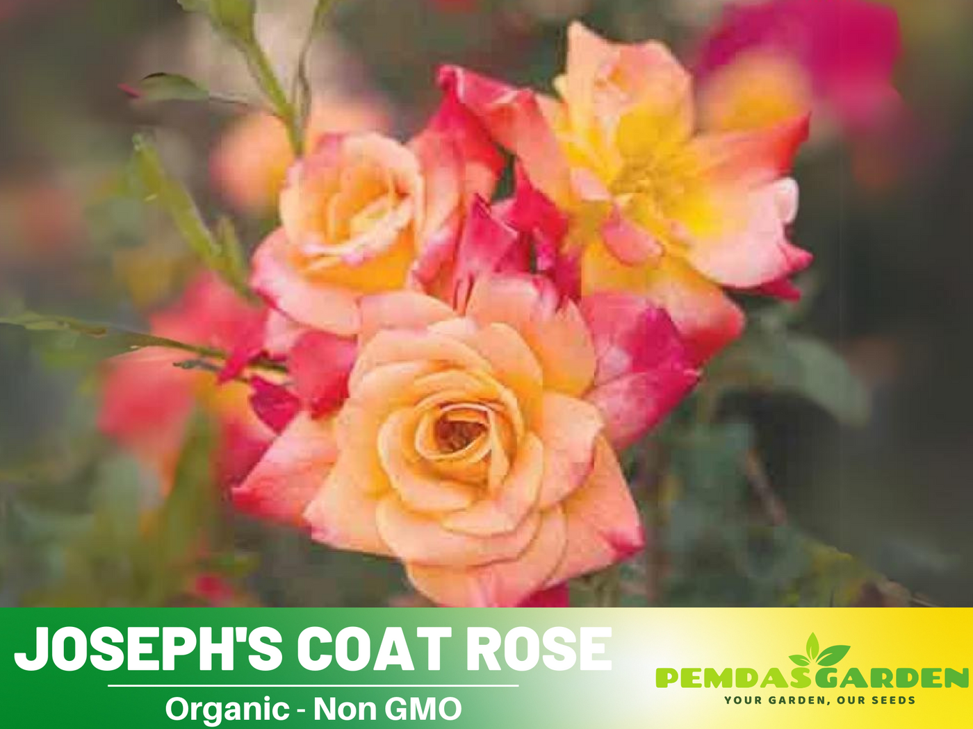 climbing rose bush seeds 30 Seeds| Climbing Joseph's Coat Rose Bush Flower Seeds