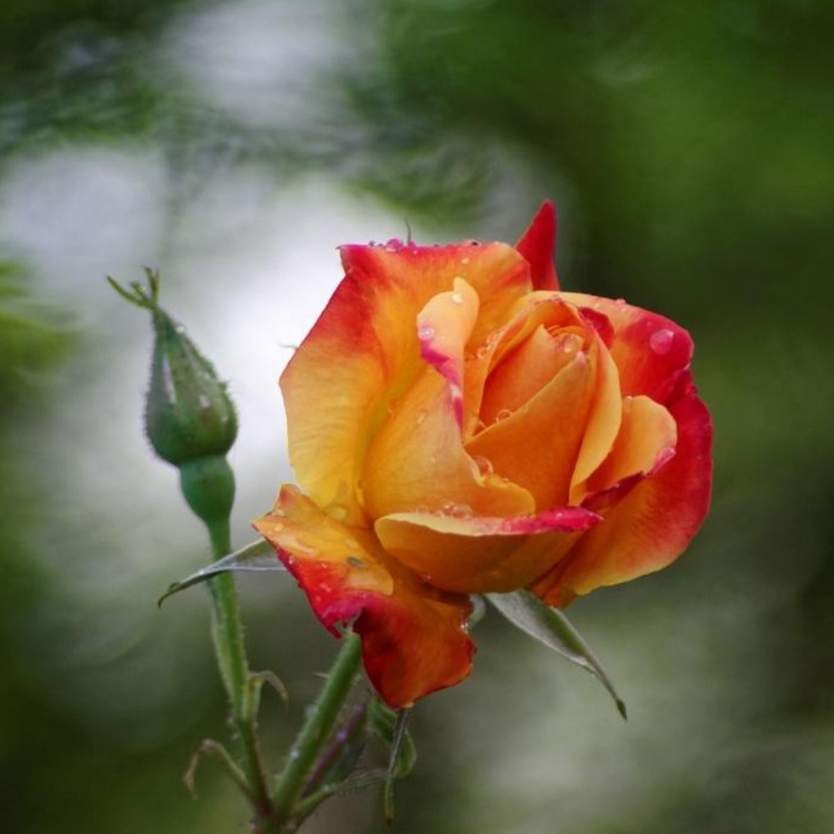 Climbing Joseph's Coat Rose Bush Flower Seeds, 30 seeds