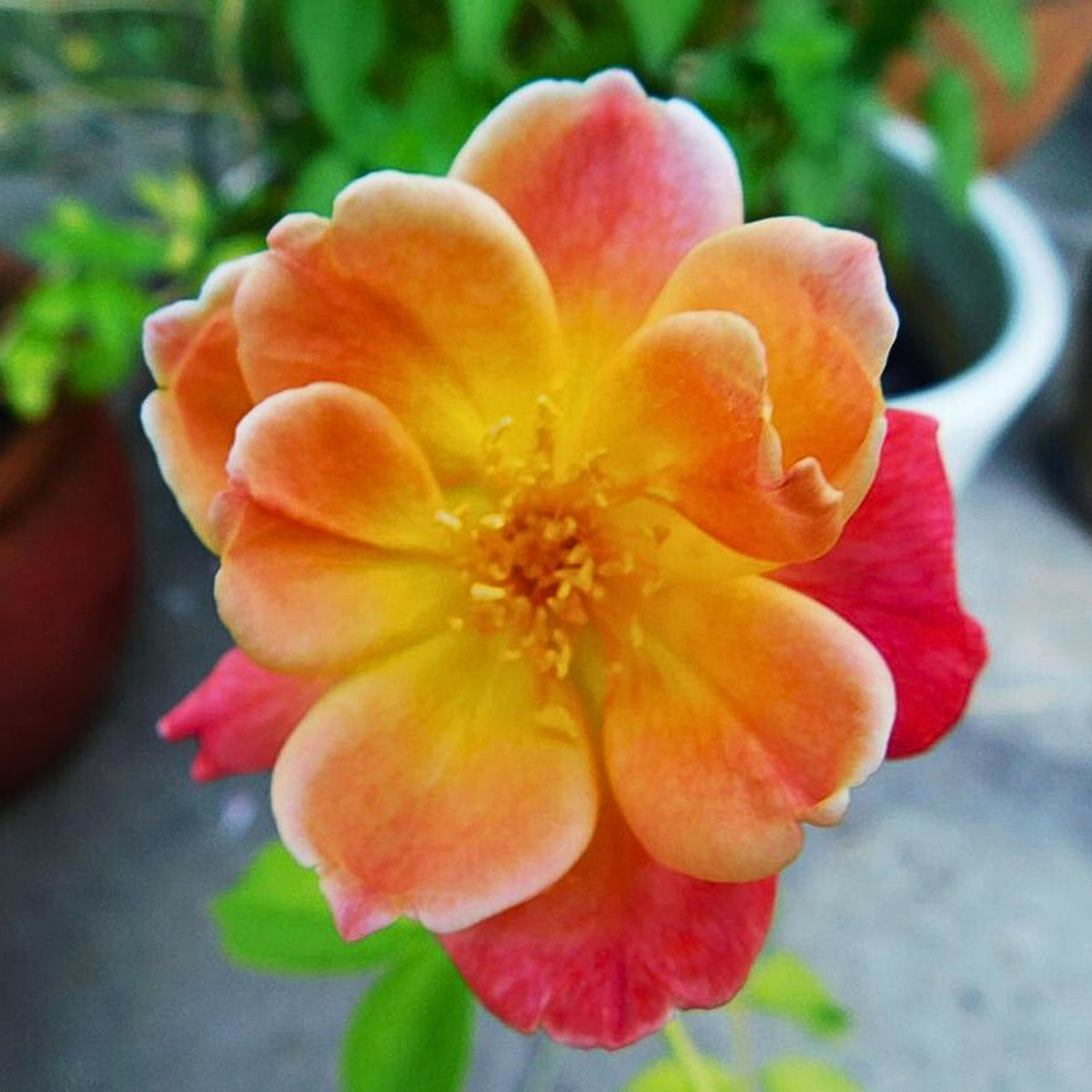 Climbing Joseph's Coat Rose Bush Flower Seeds, 30 seeds