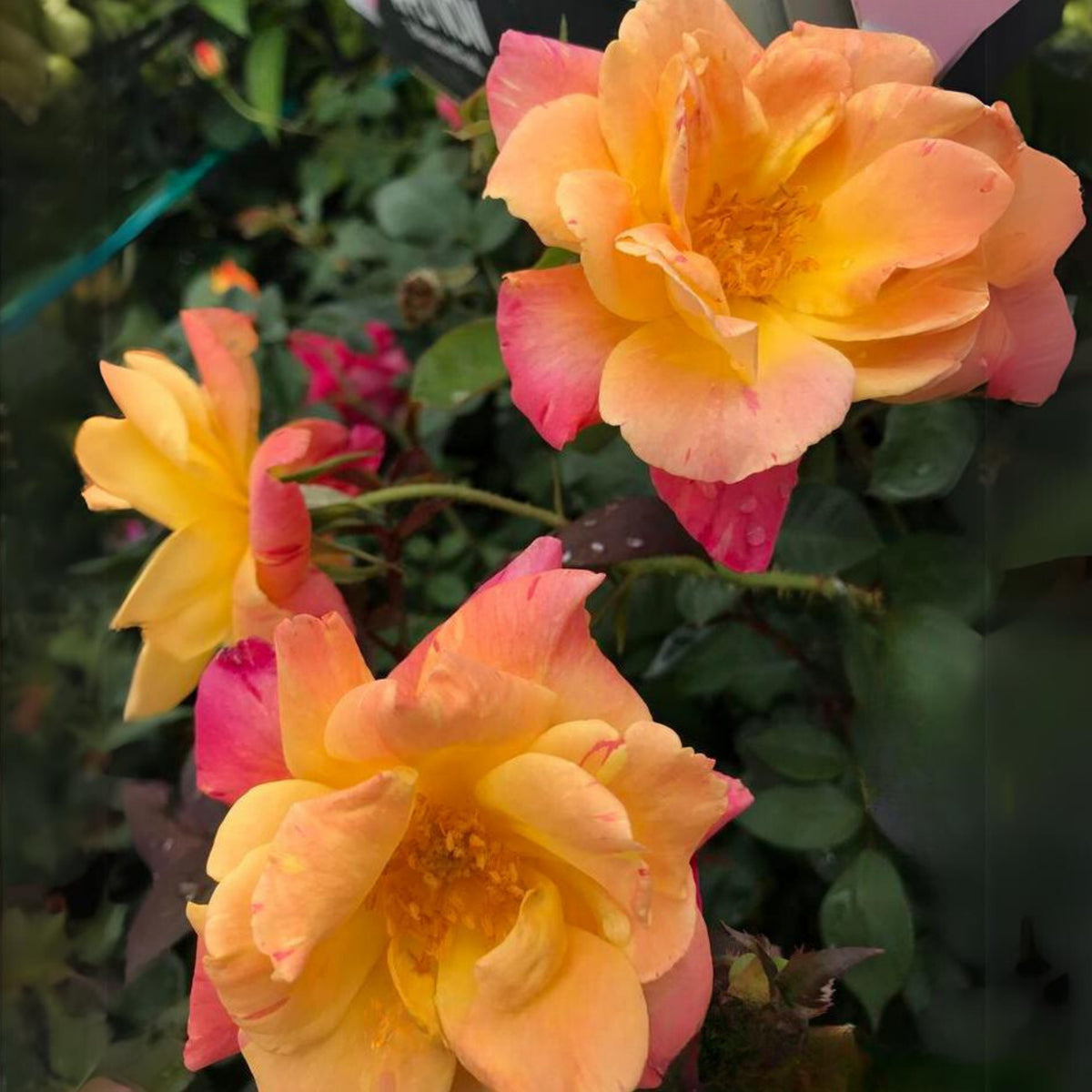 Climbing Joseph's Coat Rose Bush Flower Seeds, 30 seeds