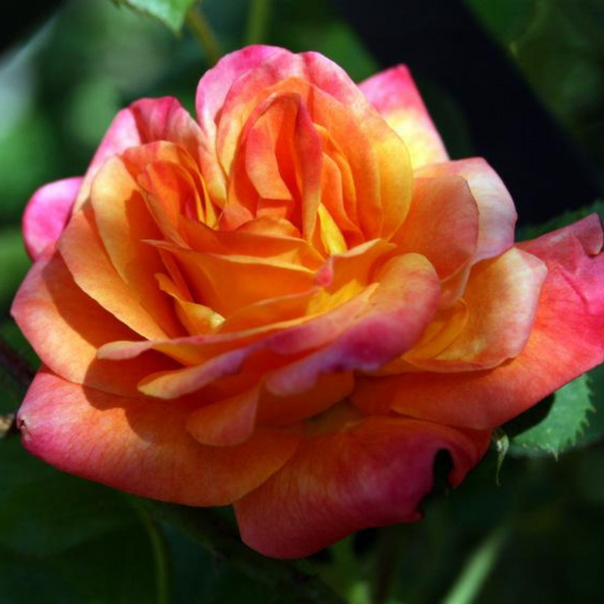 Climbing Joseph's Coat Rose Bush Flower Seeds, 30 seeds