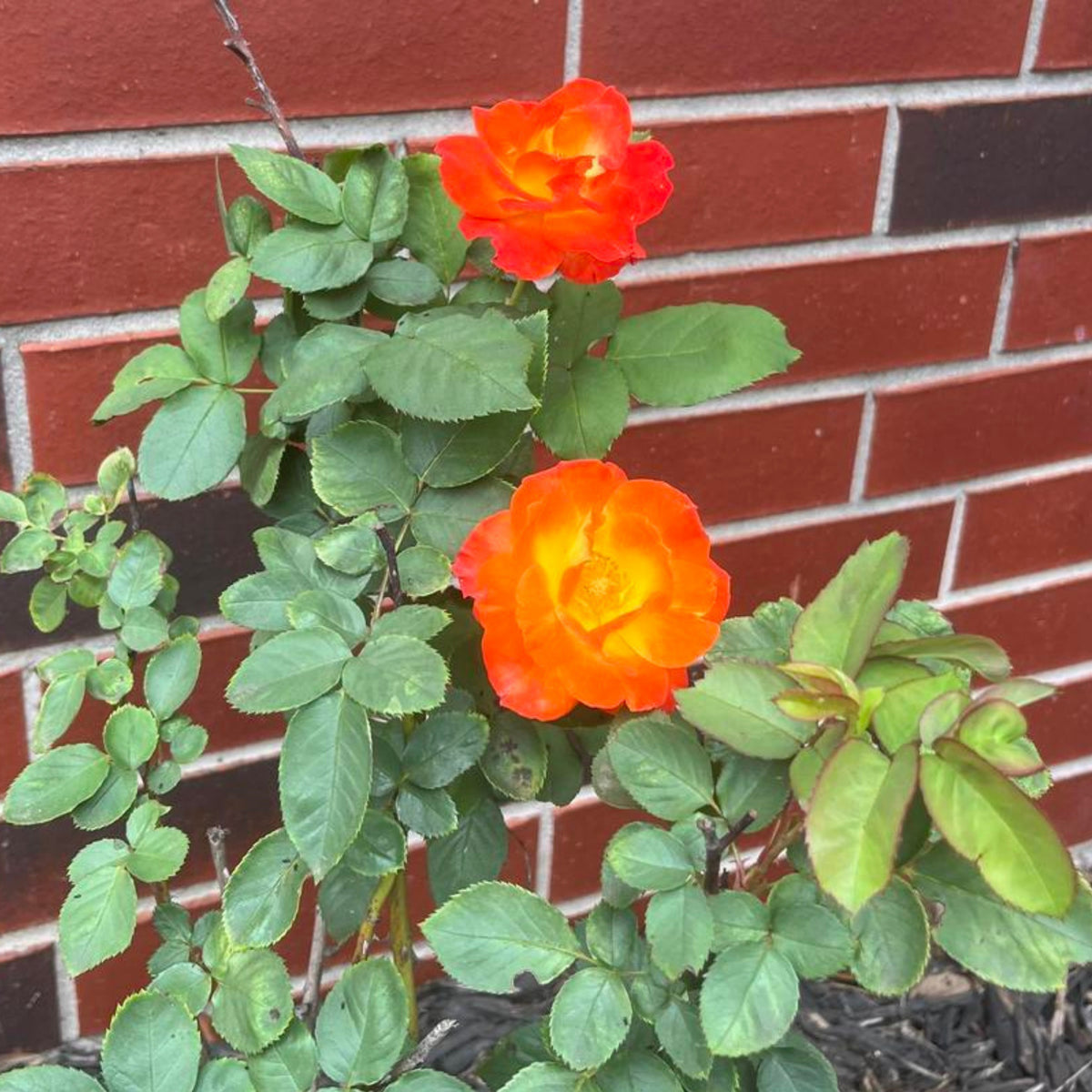 Climbing Joseph's Coat Rose Bush Flower Seeds, 30 seeds
