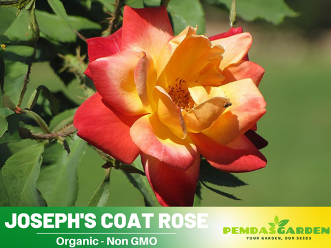 climbing rose bush seeds 30 Seeds| Climbing Joseph's Coat Rose Bush Flower Seeds