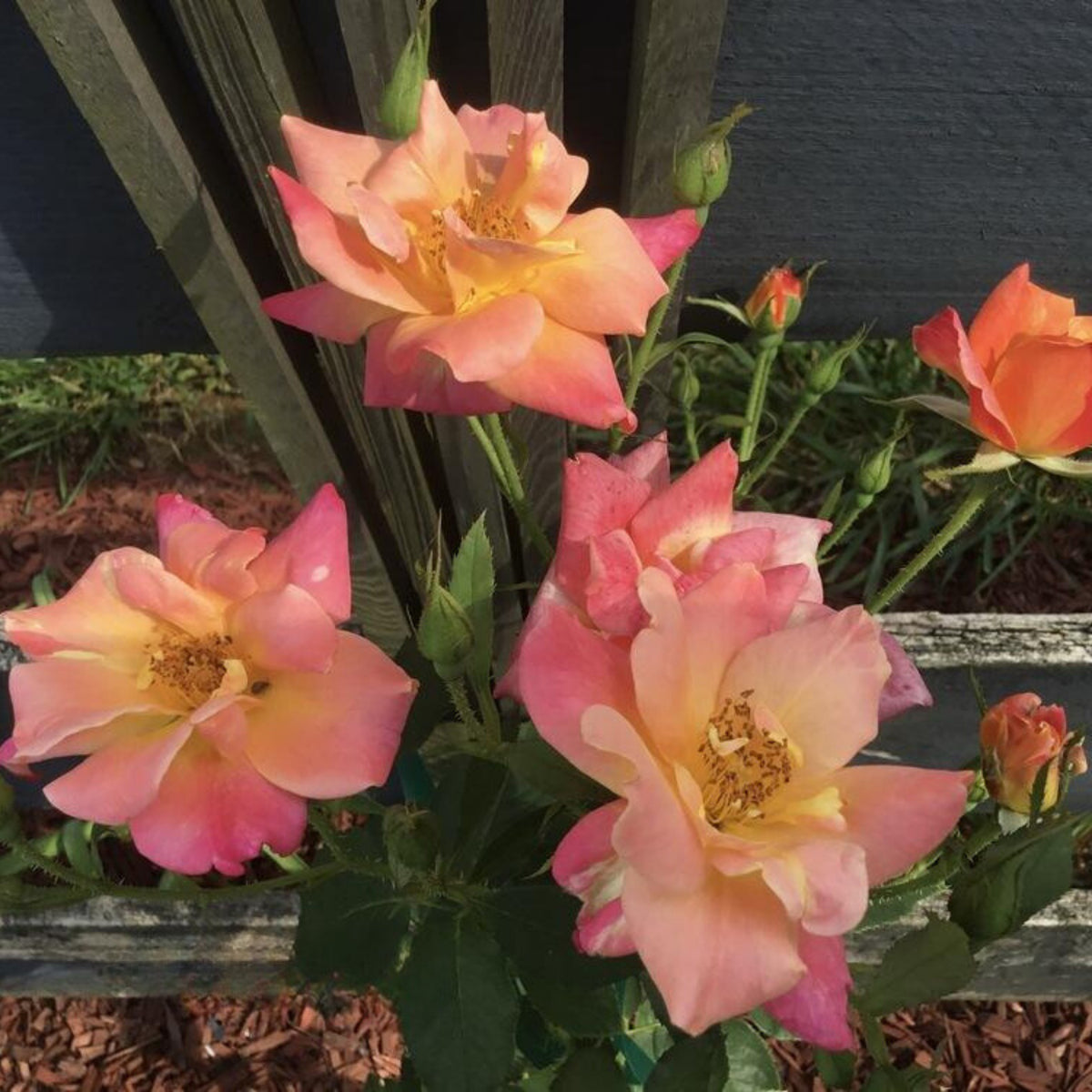 Climbing Joseph's Coat Rose Bush Flower Seeds, 30 seeds
