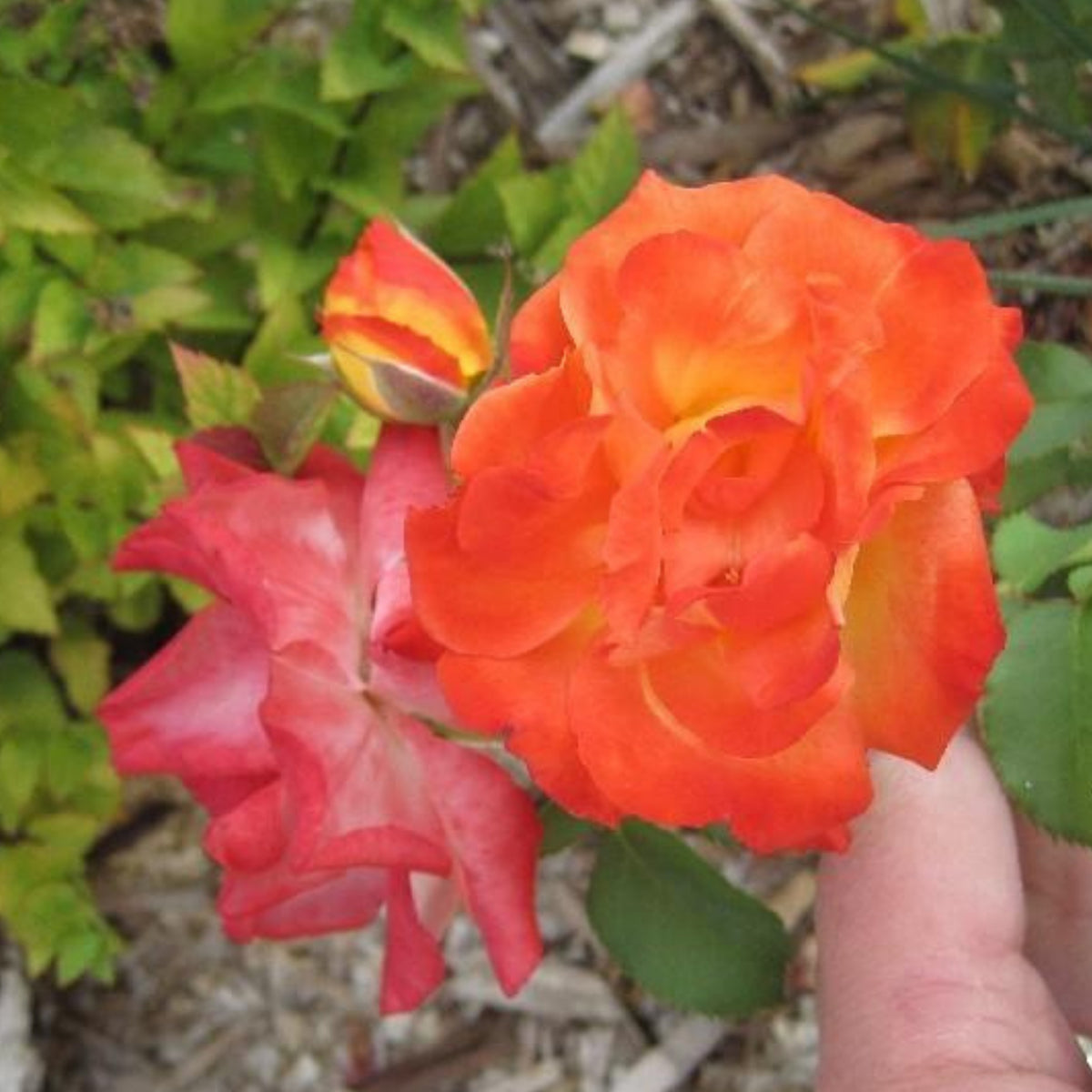 Climbing Joseph's Coat Rose Bush Flower Seeds, 30 seeds