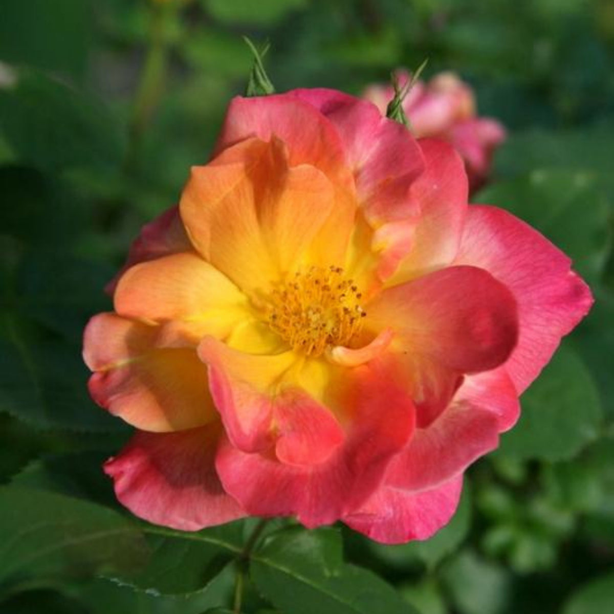 Climbing Joseph's Coat Rose Bush Flower Seeds, 30 seeds