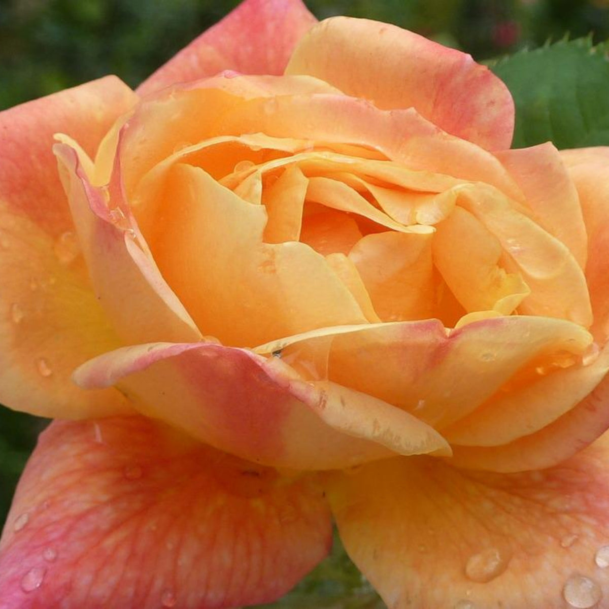 Climbing Joseph's Coat Rose Bush Flower Seeds, 30 seeds