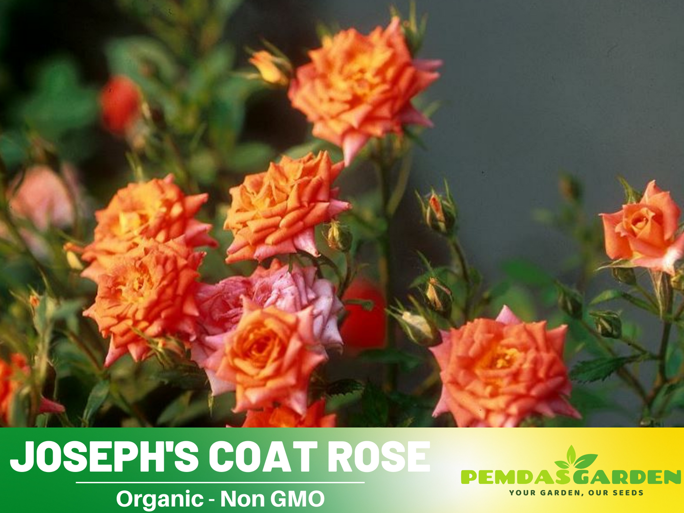 indoor rose seeds 30 Seeds| Climbing Joseph's Coat Rose Bush Flower Seeds