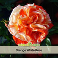 30 Seeds| Orange White Rose Seeds Flower Bush Perennial Flowers Seeds #1054