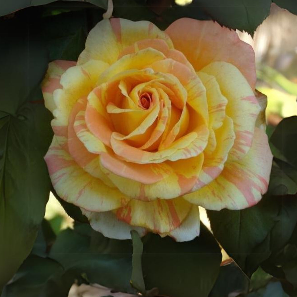 Orange White Rose Seeds Flower Bush Perennial Flowers Seeds, 30 seeds