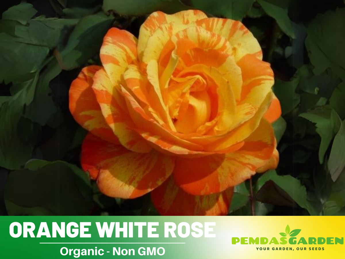 30 Seeds| Orange White Rose Seeds Flower Bush Perennial Flowers Seeds #1054