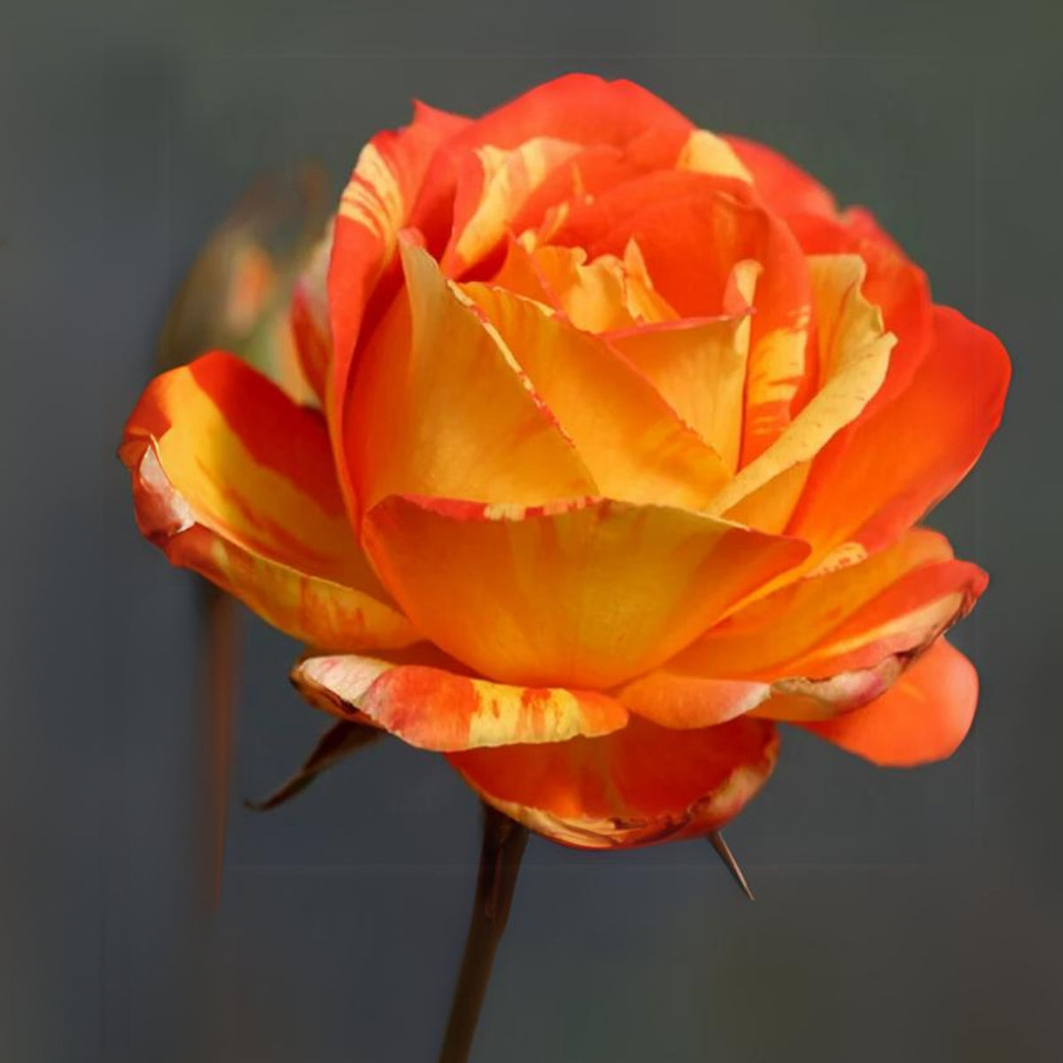 Orange White Rose Seeds Flower Bush Perennial Flowers Seeds, 30 seeds