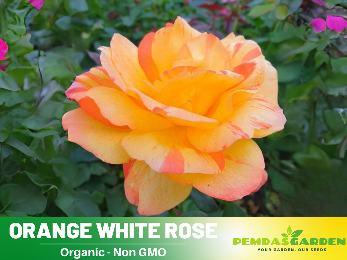 30 Seeds| Orange White Rose Seeds Flower Bush Perennial Flowers Seeds #1054