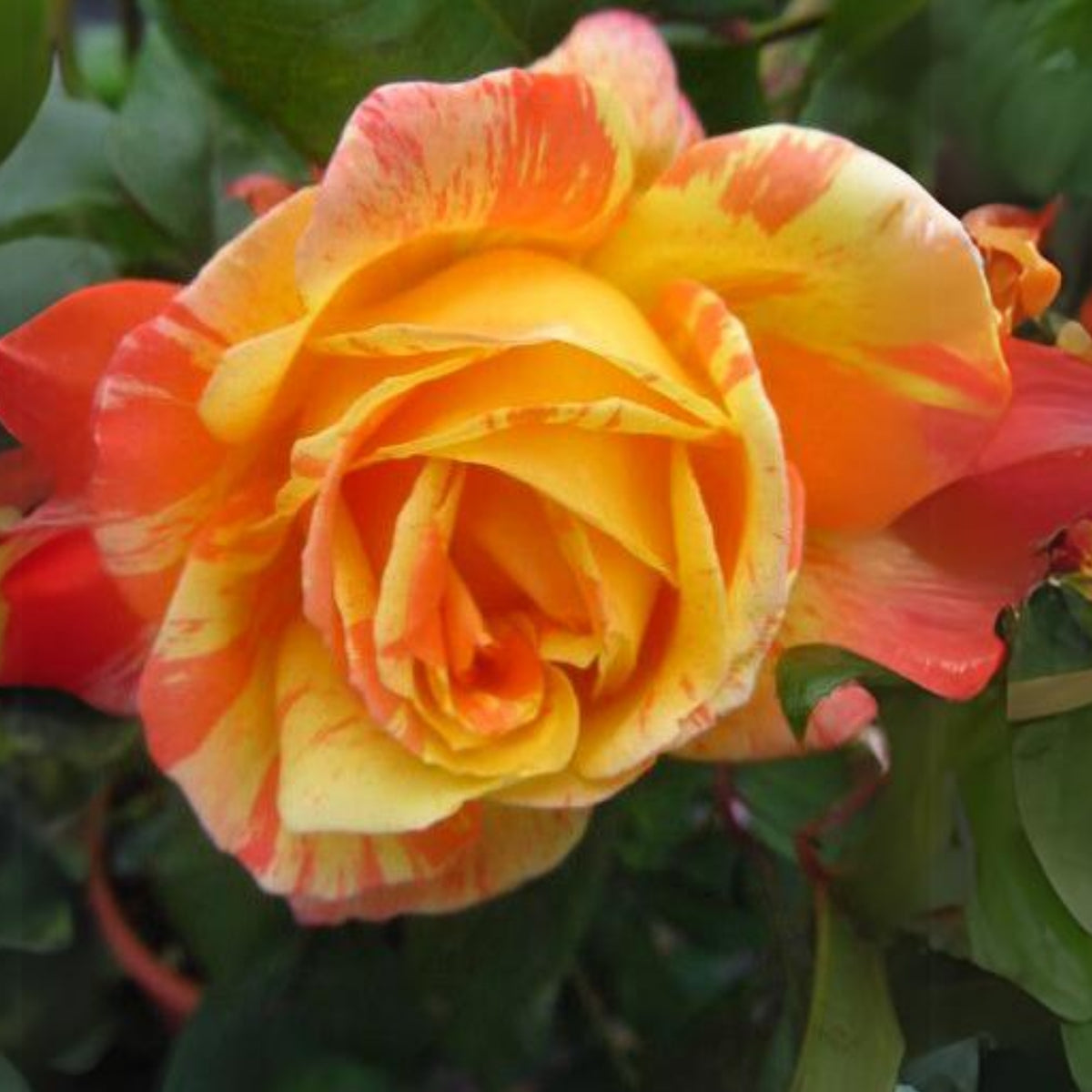 Orange White Rose Seeds Flower Bush Perennial Flowers Seeds, 30 seeds
