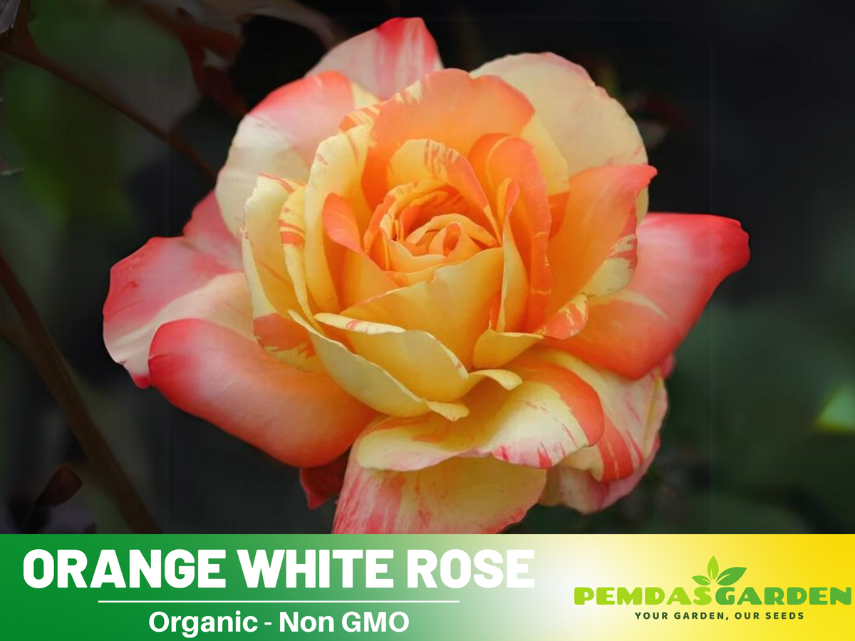 30 Seeds| Orange White Rose Seeds Flower Bush Perennial Flowers Seeds #1054