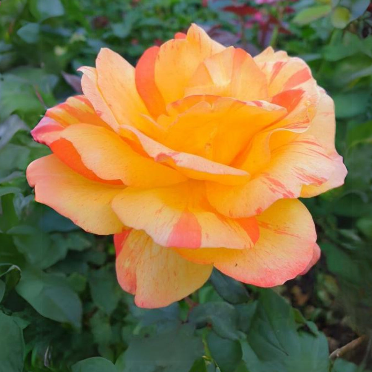 Orange White Rose Seeds Flower Bush Perennial Flowers Seeds, 30 seeds