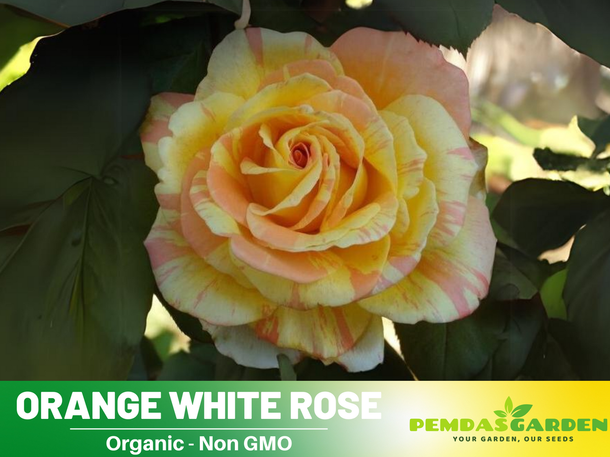 30 Seeds| Orange White Rose Seeds Flower Bush Perennial Flowers Seeds #1054