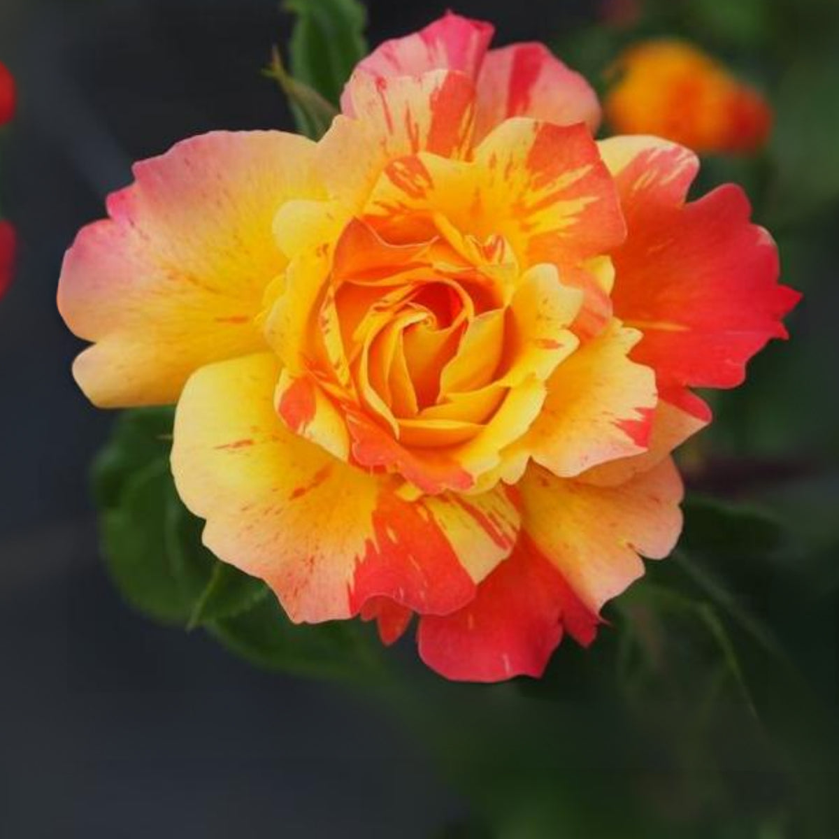 Orange White Rose Seeds Flower Bush Perennial Flowers Seeds, 30 seeds