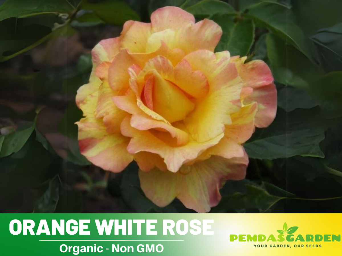 30 Seeds| Orange White Rose Seeds Flower Bush Perennial Flowers Seeds #1054