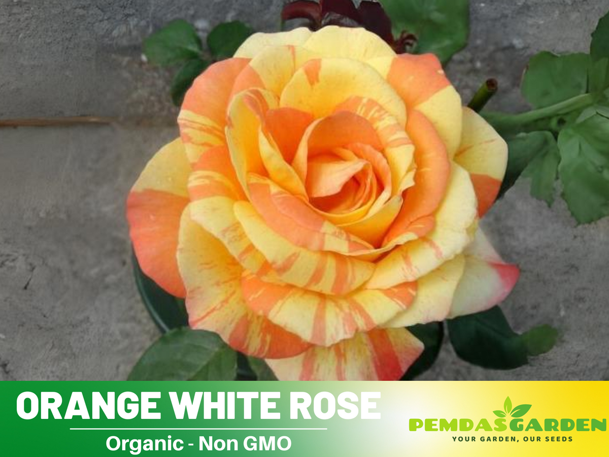 30 Seeds| Orange White Rose Seeds Flower Bush Perennial Flowers Seeds #1054