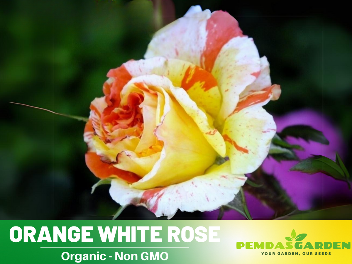 30 Seeds| Orange White Rose Seeds Flower Bush Perennial Flowers Seeds #1054