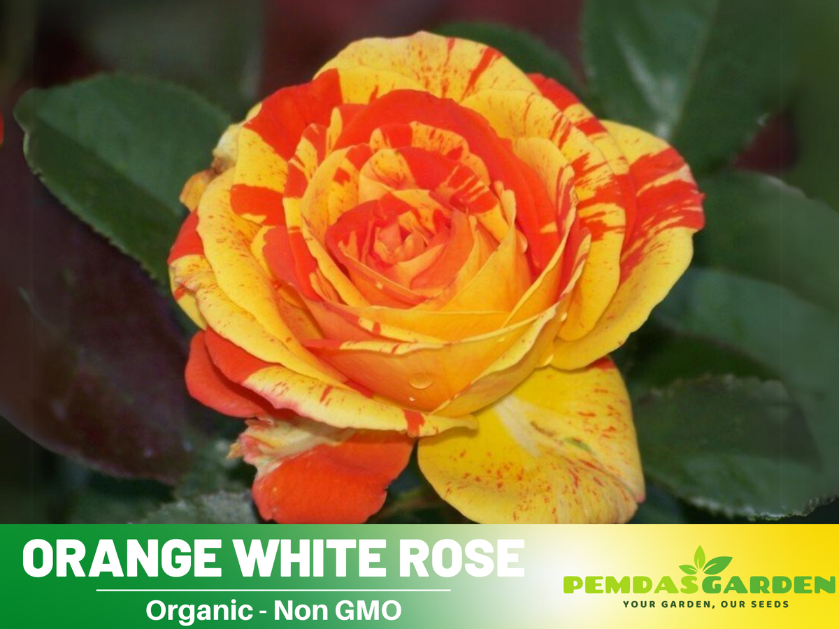 30 Seeds| Orange White Rose Seeds Flower Bush Perennial Flowers Seeds #1054