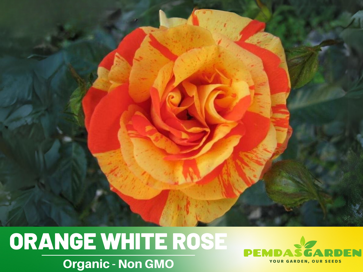 30 Seeds| Orange White Rose Seeds Flower Bush Perennial Flowers Seeds #1054