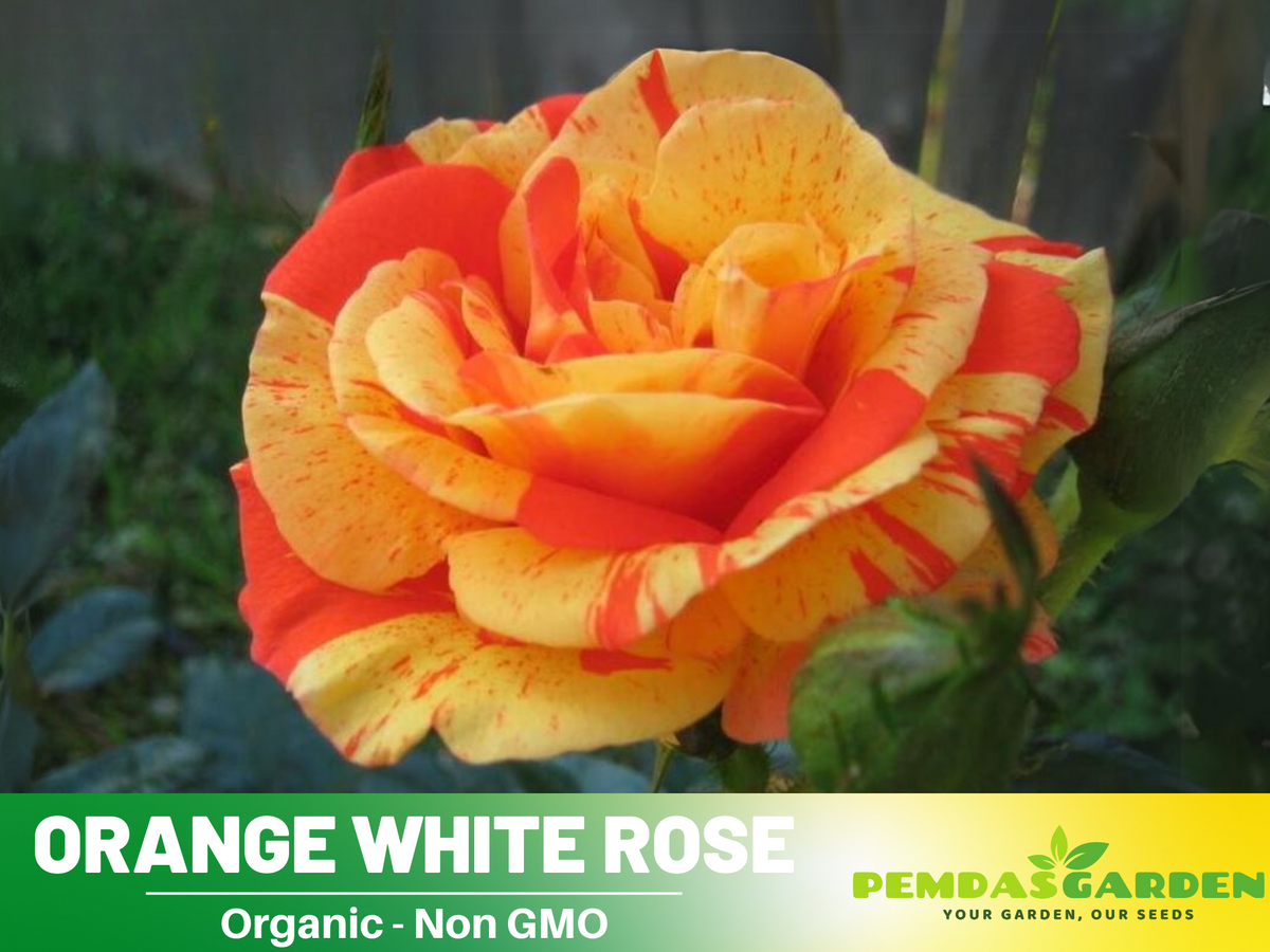 30 Seeds| Orange White Rose Seeds Flower Bush Perennial Flowers Seeds #1054