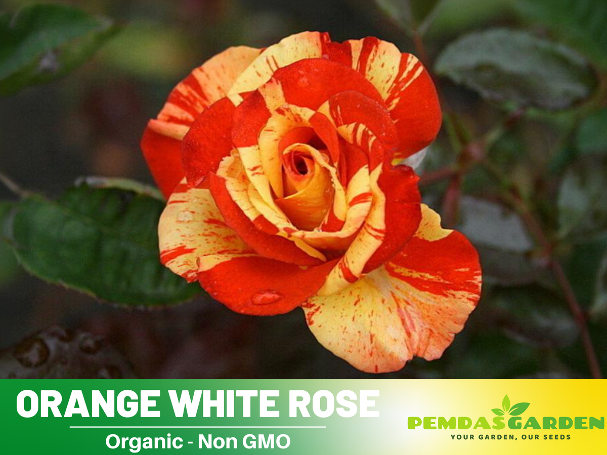 30 Seeds| Orange White Rose Seeds Flower Bush Perennial Flowers Seeds #1054